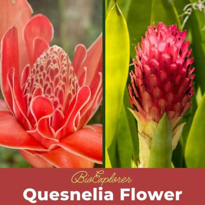 Quesnelia