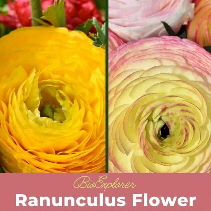 Ranunculus