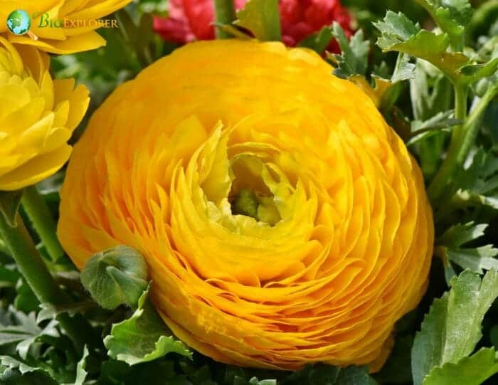 Ranunculus Flowers