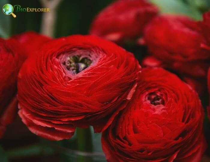 Ranunculus Flowers