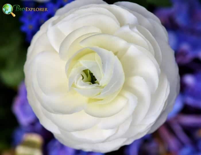 Ranunculus White Flower