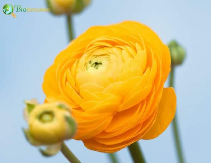 Ranunculus Yellow