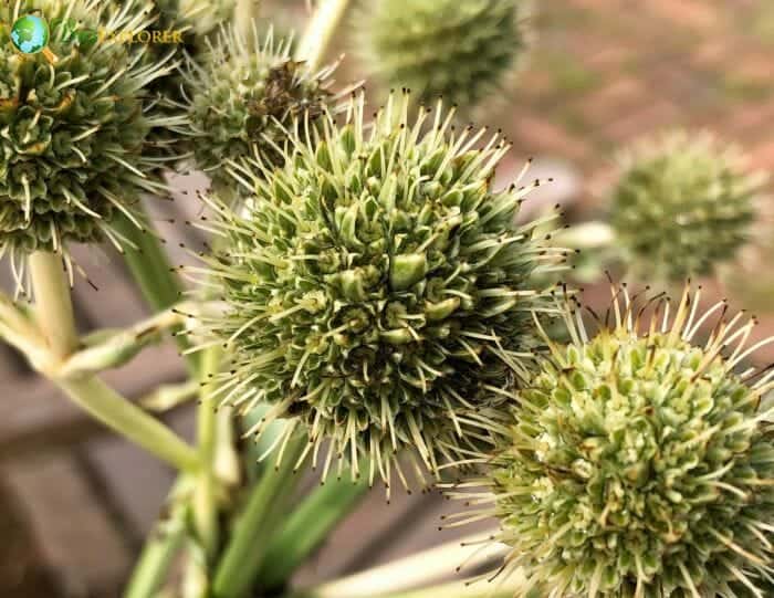 Rattlesnake Master Plant