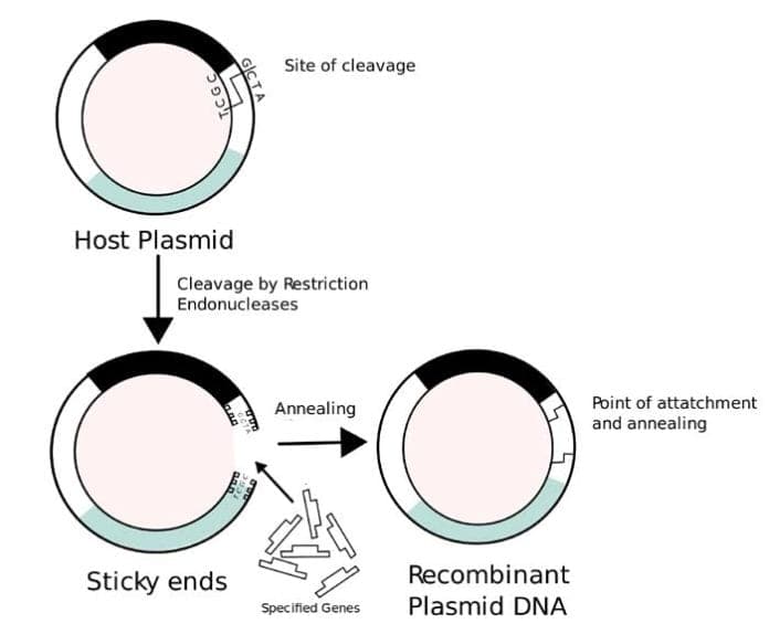 Recombinant Proteins