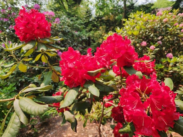 Red Azaleas Plants