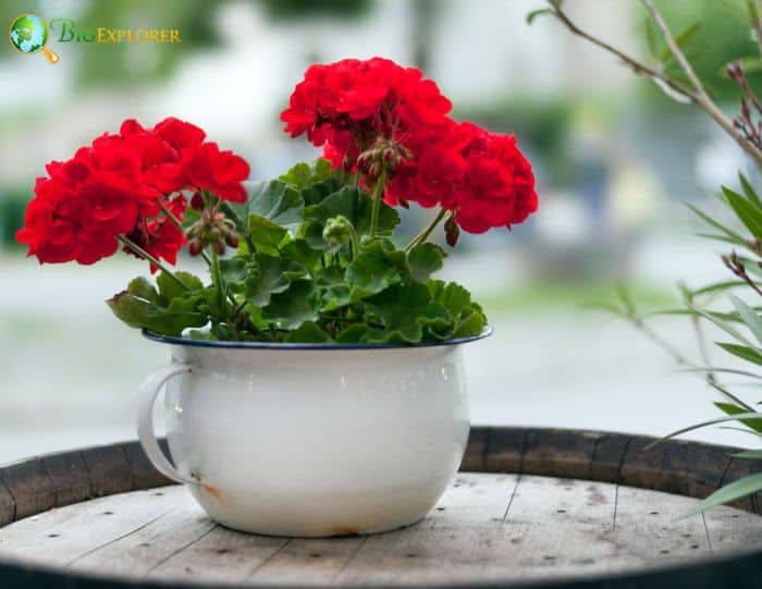 Red Cranesbill