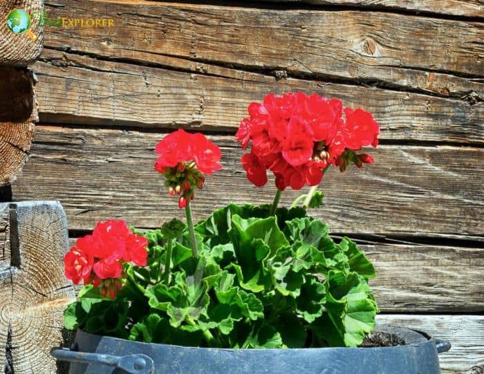 Red Cranesbill Flowering Plant