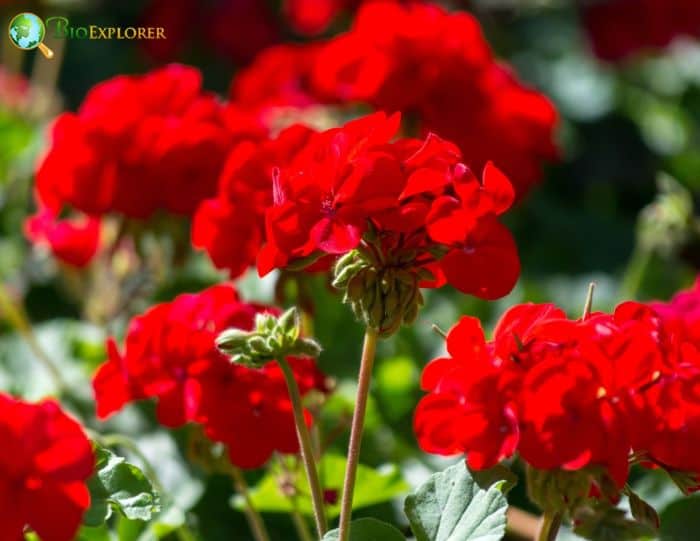 Red Cranesbill Flowers