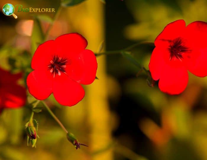 Red Drummond's Phlox Flowers