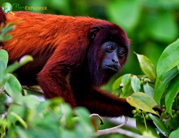 Red Howler Monkey In Rainforests