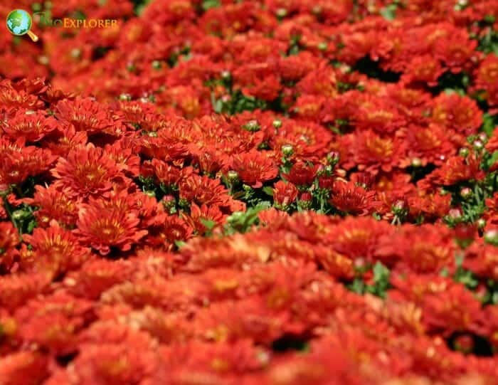 Red Rover Flowers