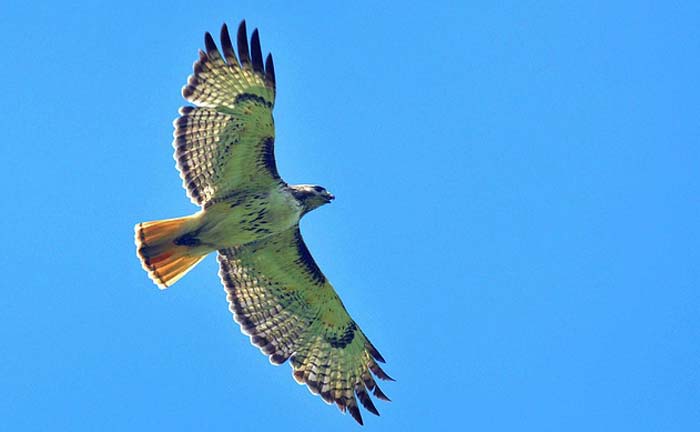 Red-tailed Hawk