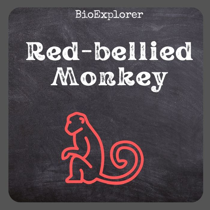 Red-bellied Monkey