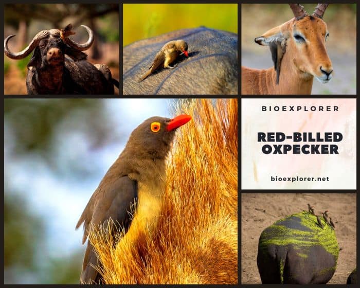 Red Billed Oxpecker