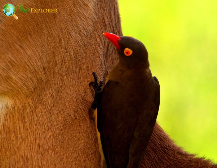 Red Billed Oxpecker