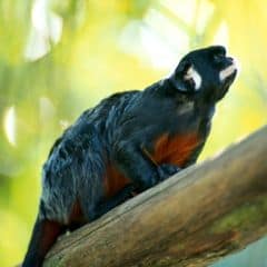 Red-bellied Tamarin