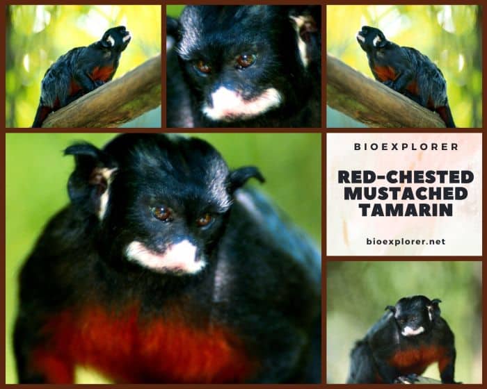 Red Chested Mustached Tamarin