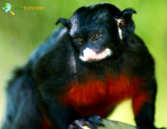 Red Chested Mustached Tamarin