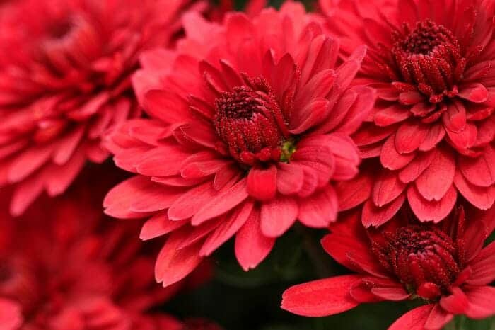 Red Chrysanthemum Flowers