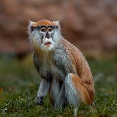 Red-eared Guenon