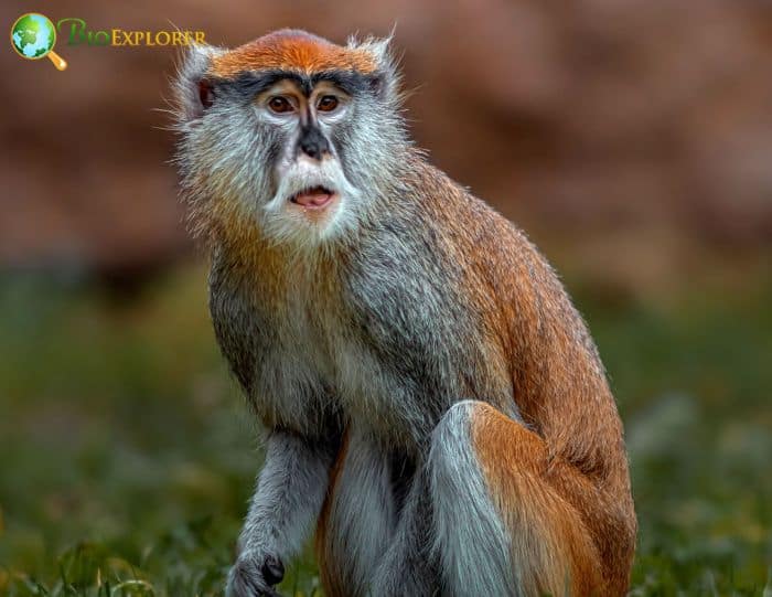 Red-eared Guenon