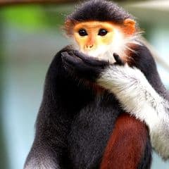 Douc langur