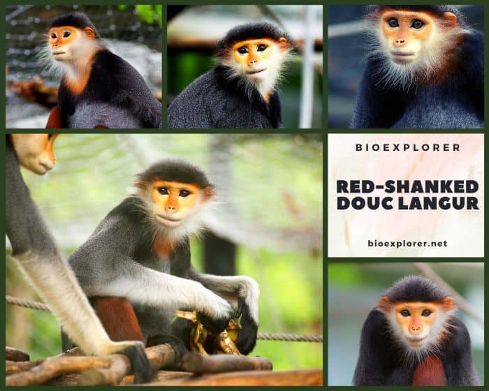 Red Shanked Douc Langur