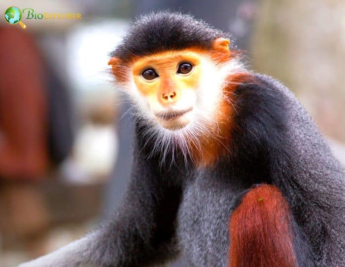 Red Shanked Douc Langur