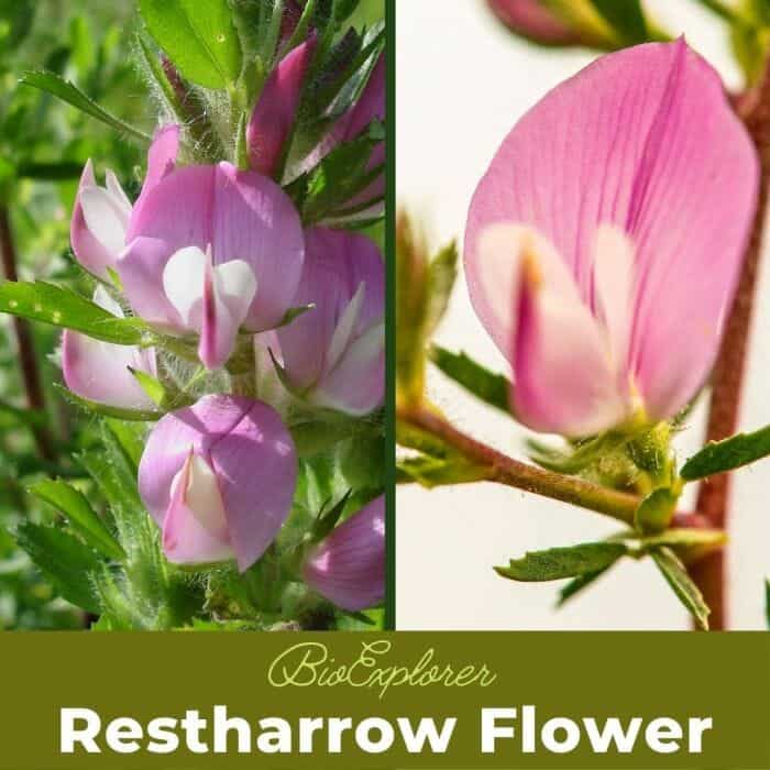 Restharrow