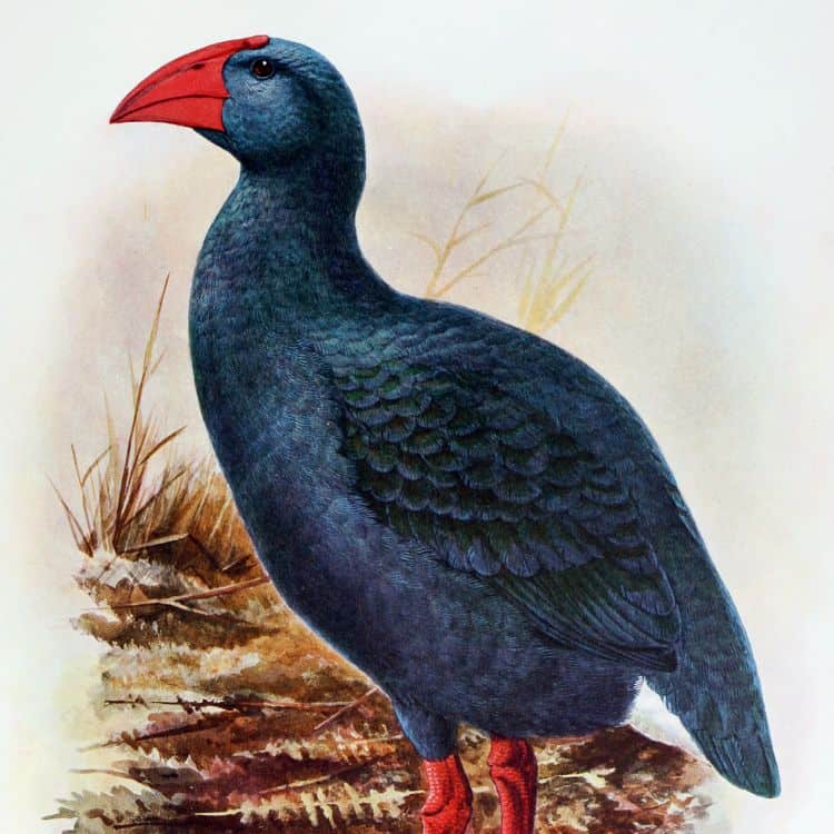 Réunion Swamphen