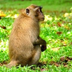 Rhesus Macaque