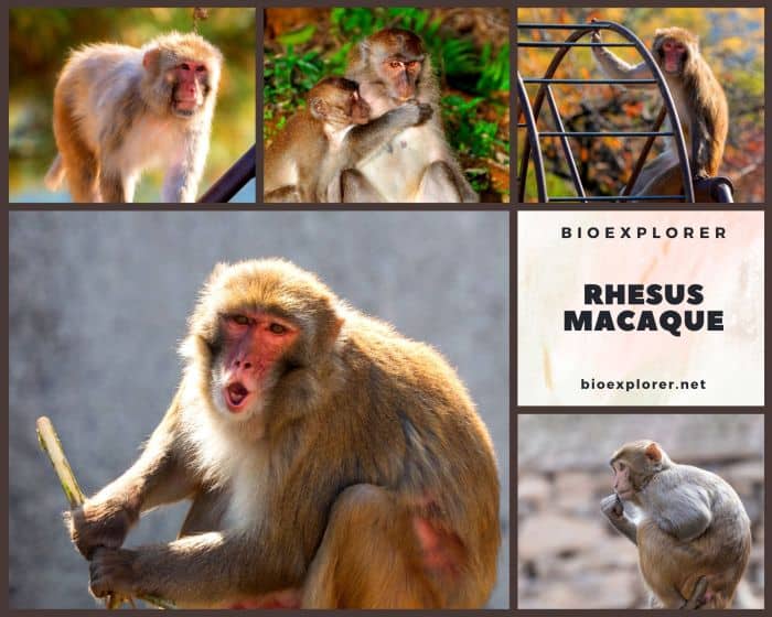 Rhesus Macaque