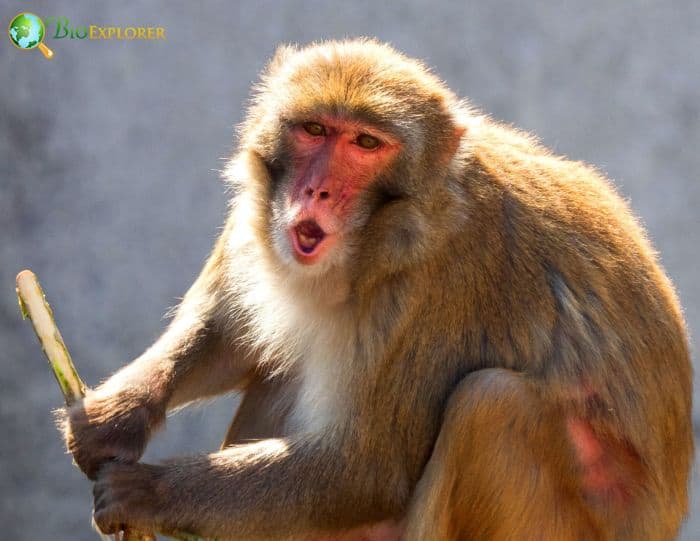 Rhesus Macaque