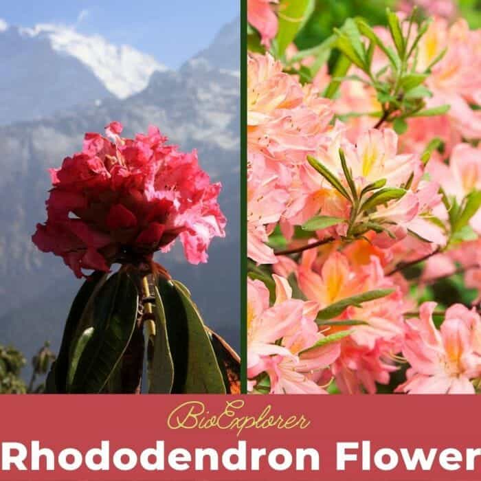 Rhododendron