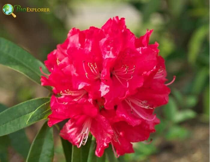 Rhododendron Flower