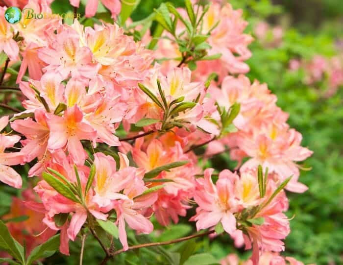 Rhododendron Flowers