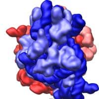 Ribosome