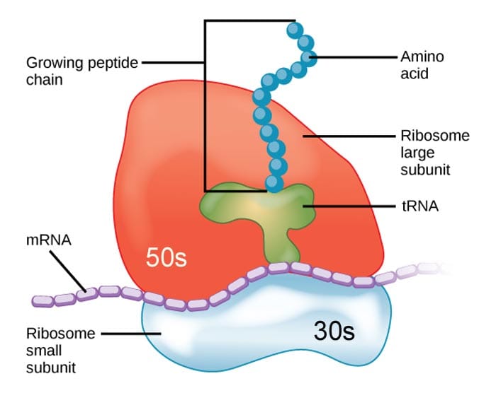 Ribosomes Structure