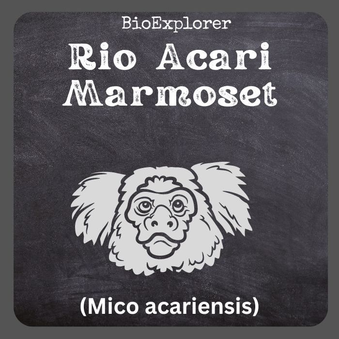 Rio Acari Marmoset