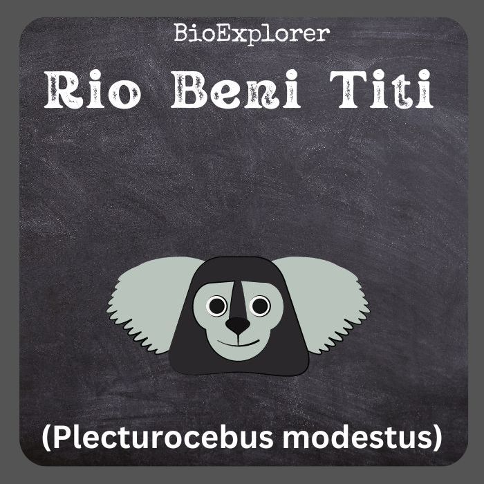 Rio Beni Titi