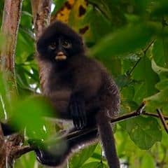 Robinson's banded langur