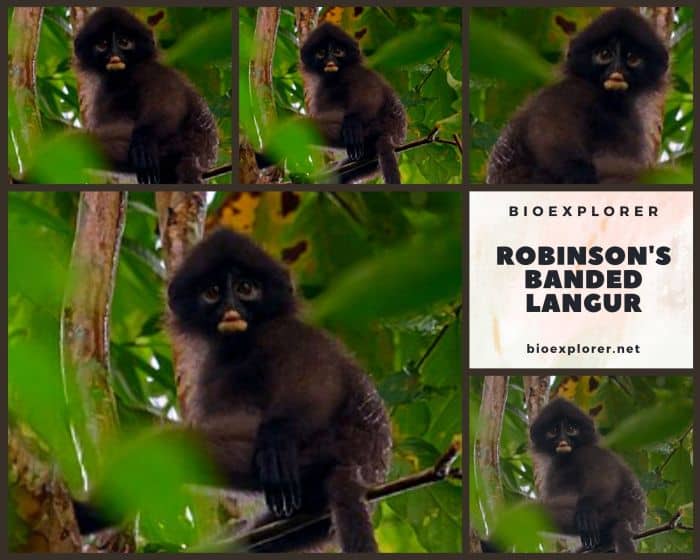 Robinson's Banded Langur