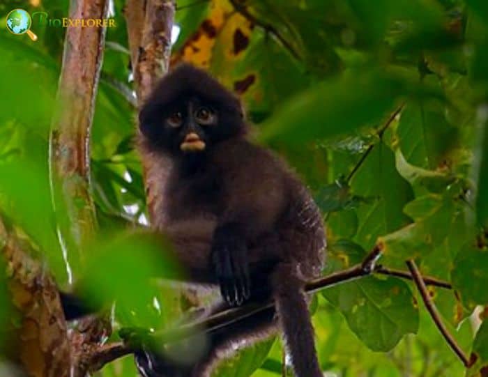 Robinson's Banded Langur