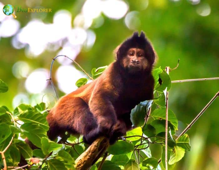 Robust Capuchin Monkey