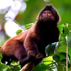 Crested Capuchin