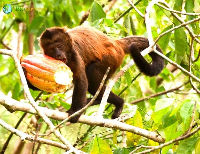 Robust Capuchin Monkey