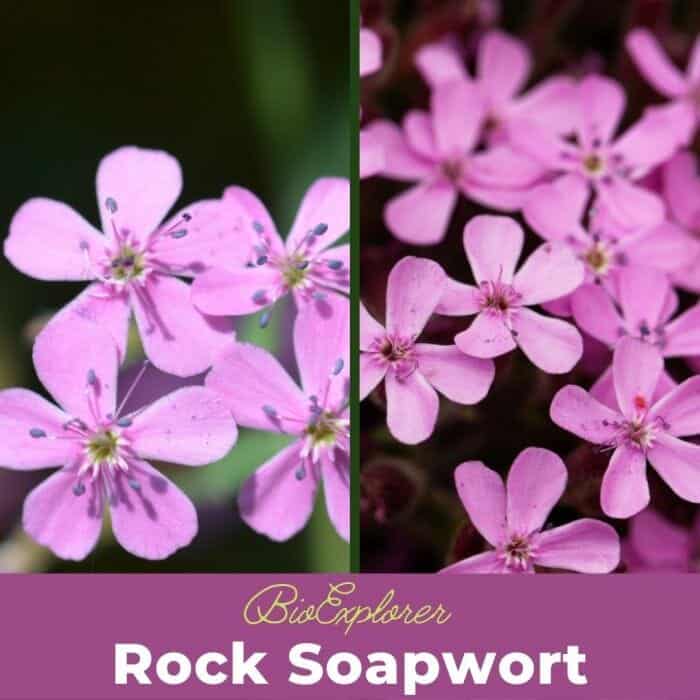 Rock Soapwort