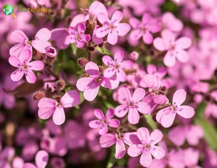 Rock Soapwort Flowers