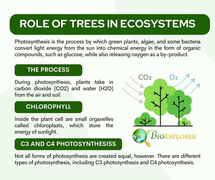 Role Of Trees In Ecosystems