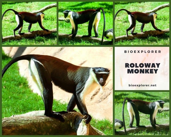 Roloway Monkey